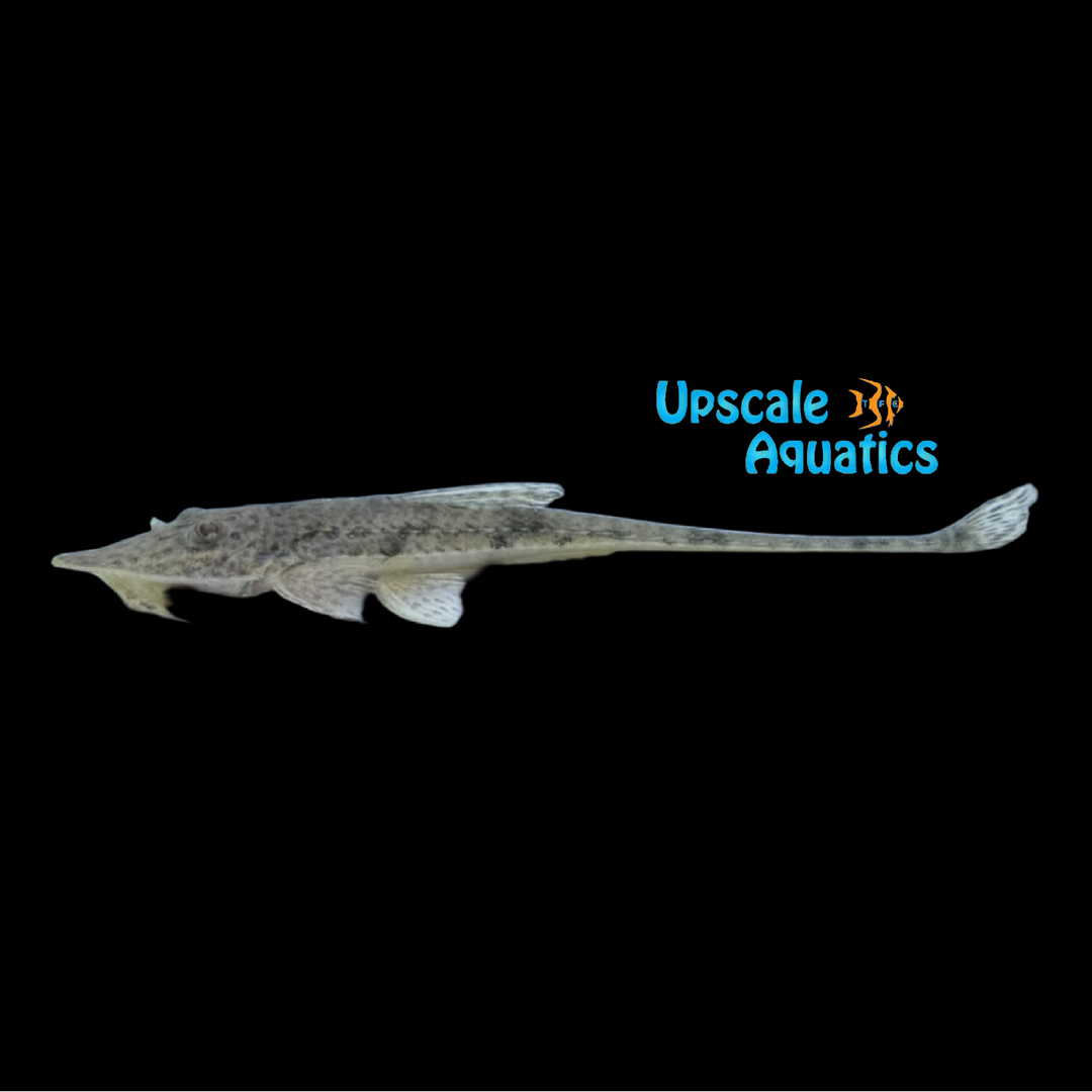 Alligator Whiptail Catfish (Loricariichthys hauxwelli)