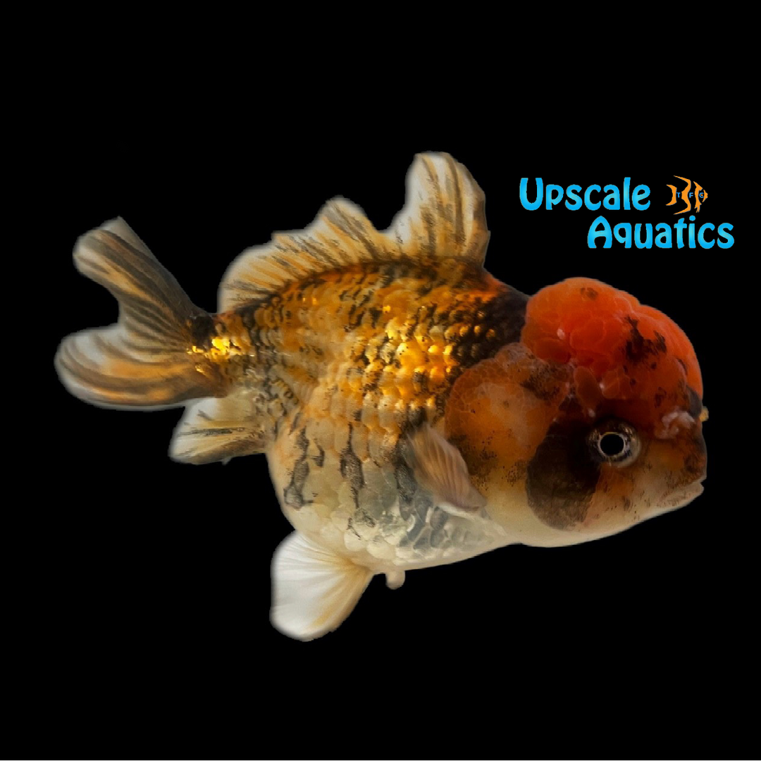 Yuanbao Goldfish (Carassius auratus)