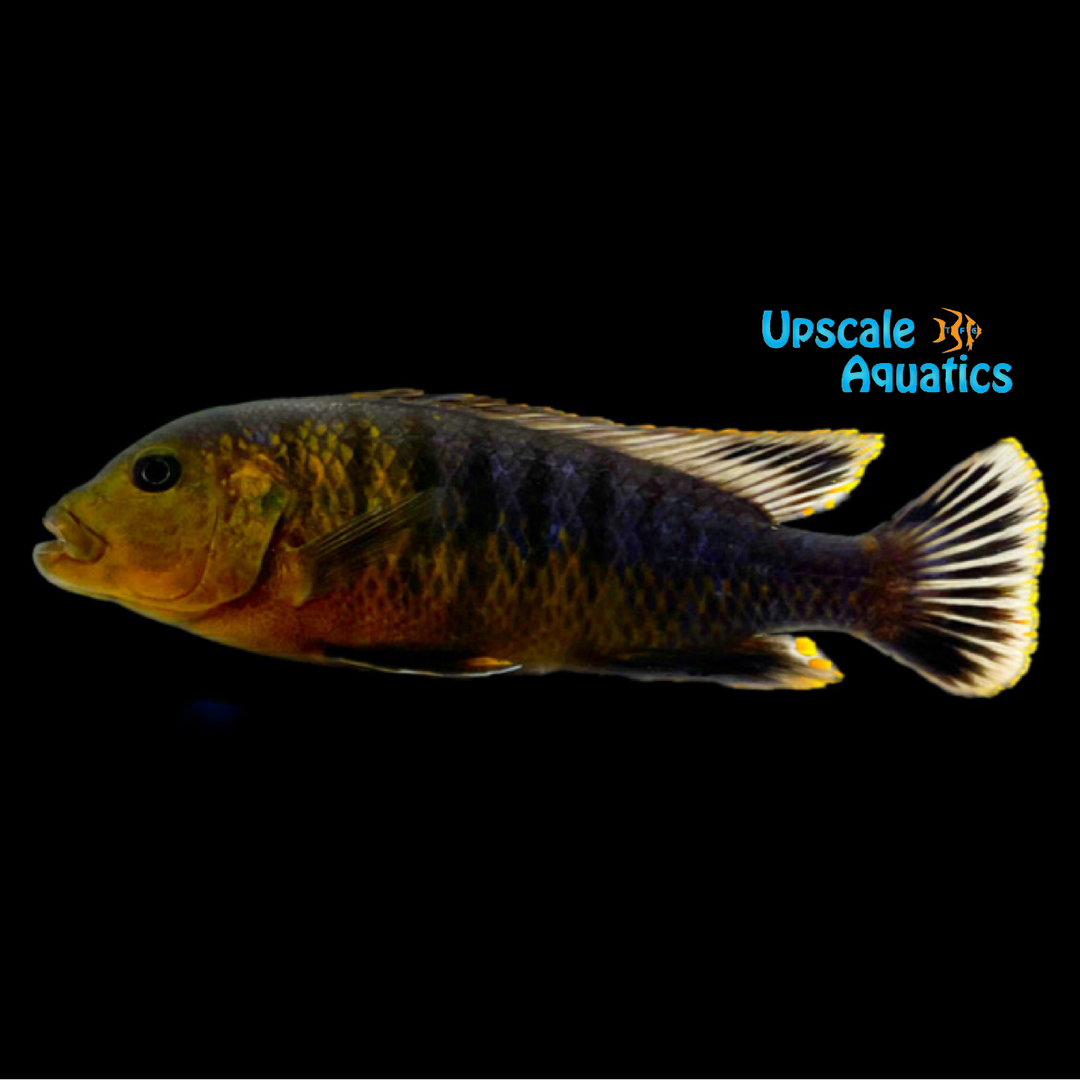 Pseudotropheus Purpuratus
