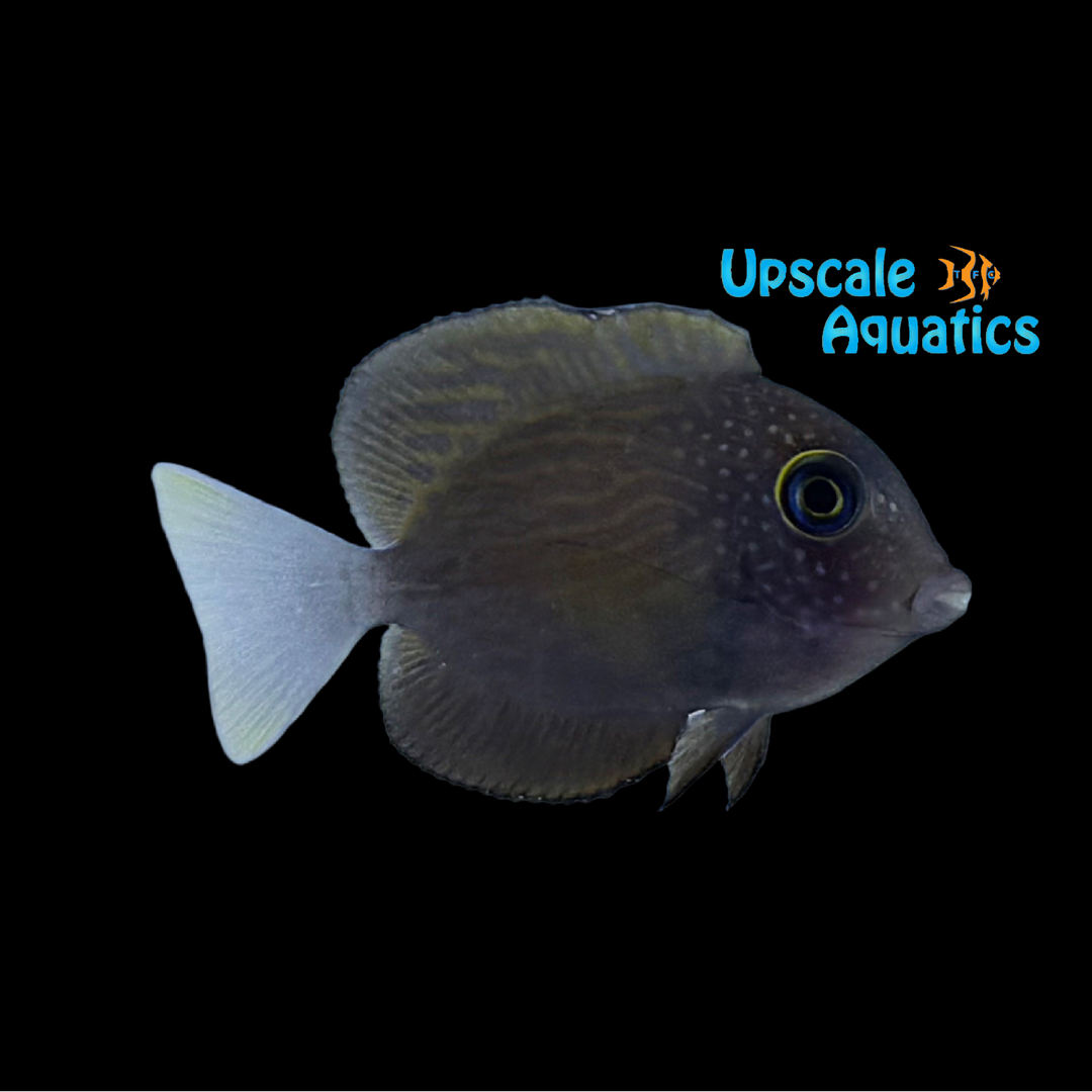 White Tail Bristletooth Tang (Ctenochaetus flavicauda)