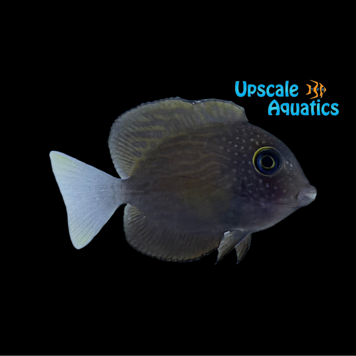 White Tail Bristletooth Tang (Ctenochaetus flavicauda)