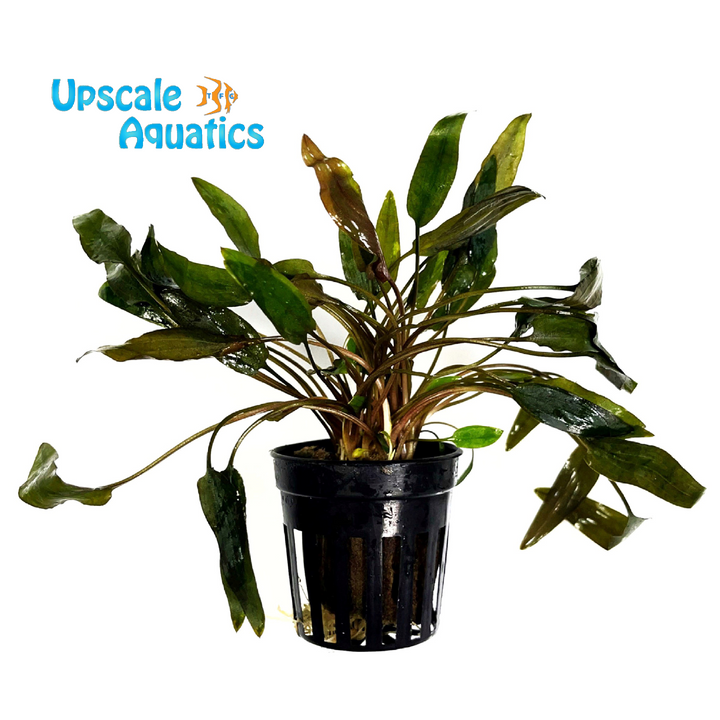 Mioya Crypt. (Cryptocoryne wendtii mioya)