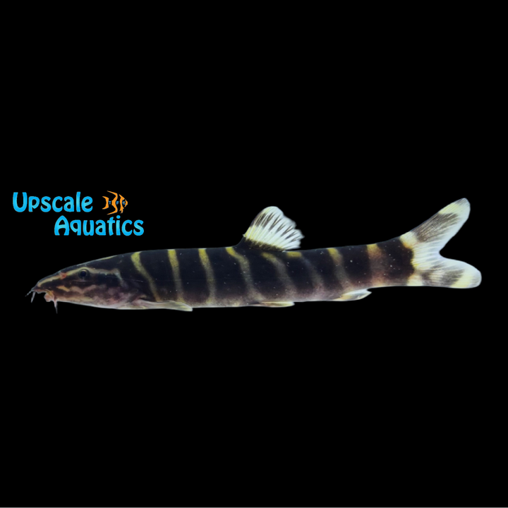 Chinese Golden Zebra Loach (Sinibotia pulchra)