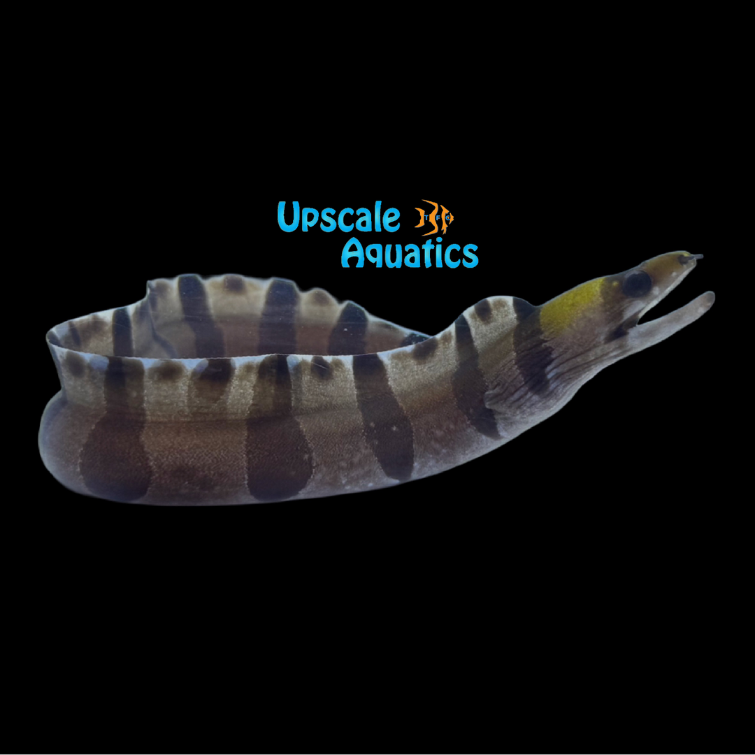 Yellow Head Banded Moray Eel (Gymnothorax rueppelliae)
