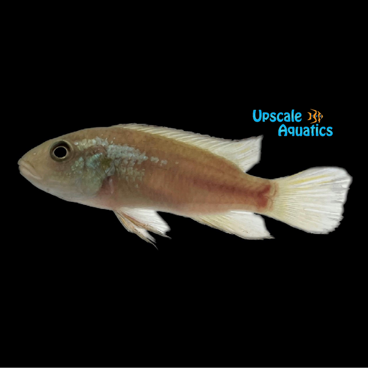 Benitochromis Finleyi