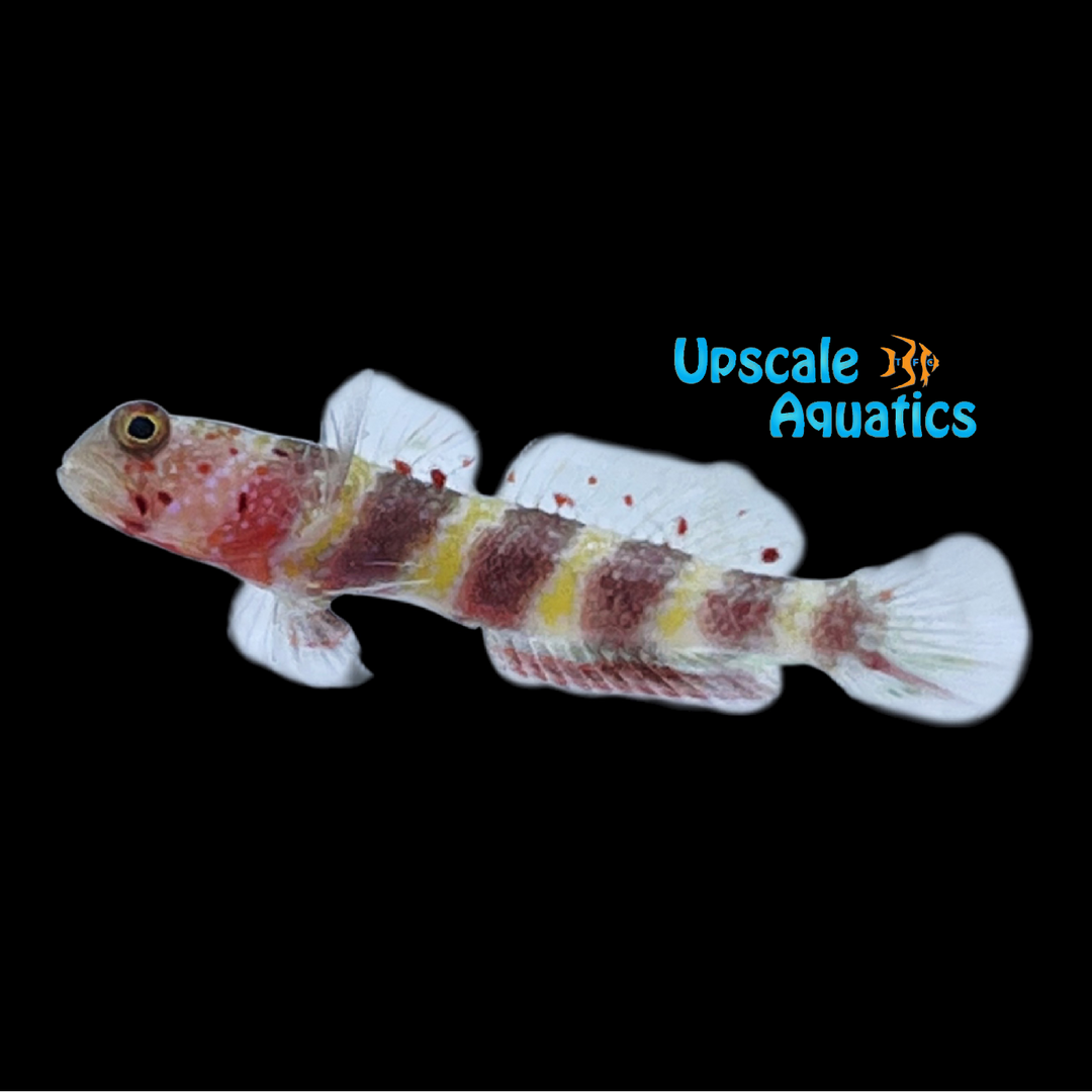 Wheeler's Shrimp Goby (Amblyeleotris wheeleri)