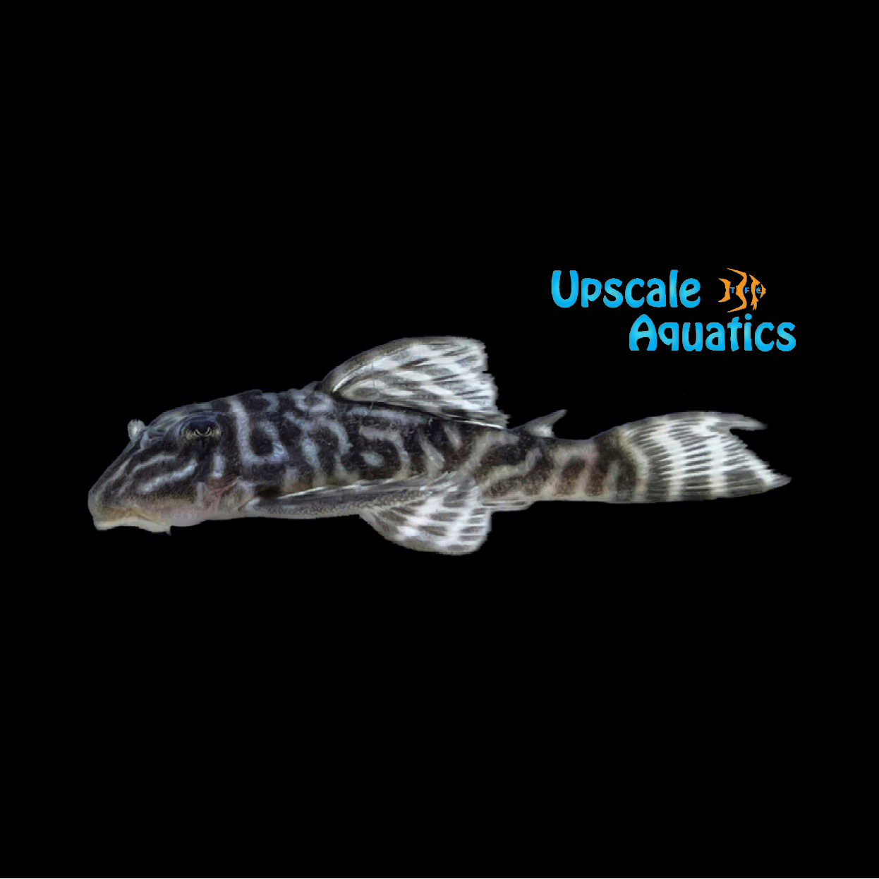 White King Tiger Pleco L333 (Hypancistrus sp.) – Upscale Aquatics