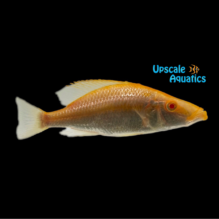 Albino Compressiceps (Dimidiochromis compressiceps albino)