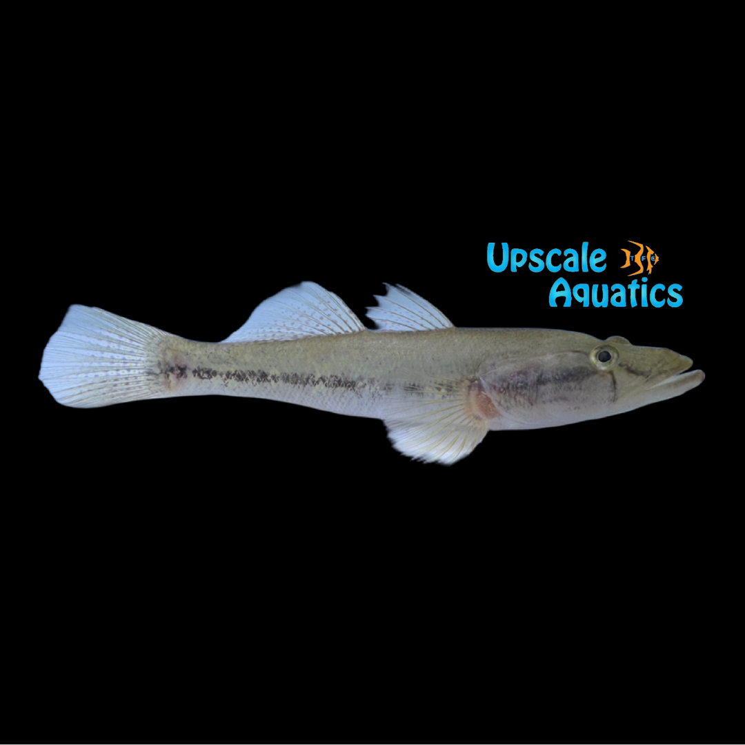 Pacific Bigscale Sleeper Goby (Gobiomorus maculatus)