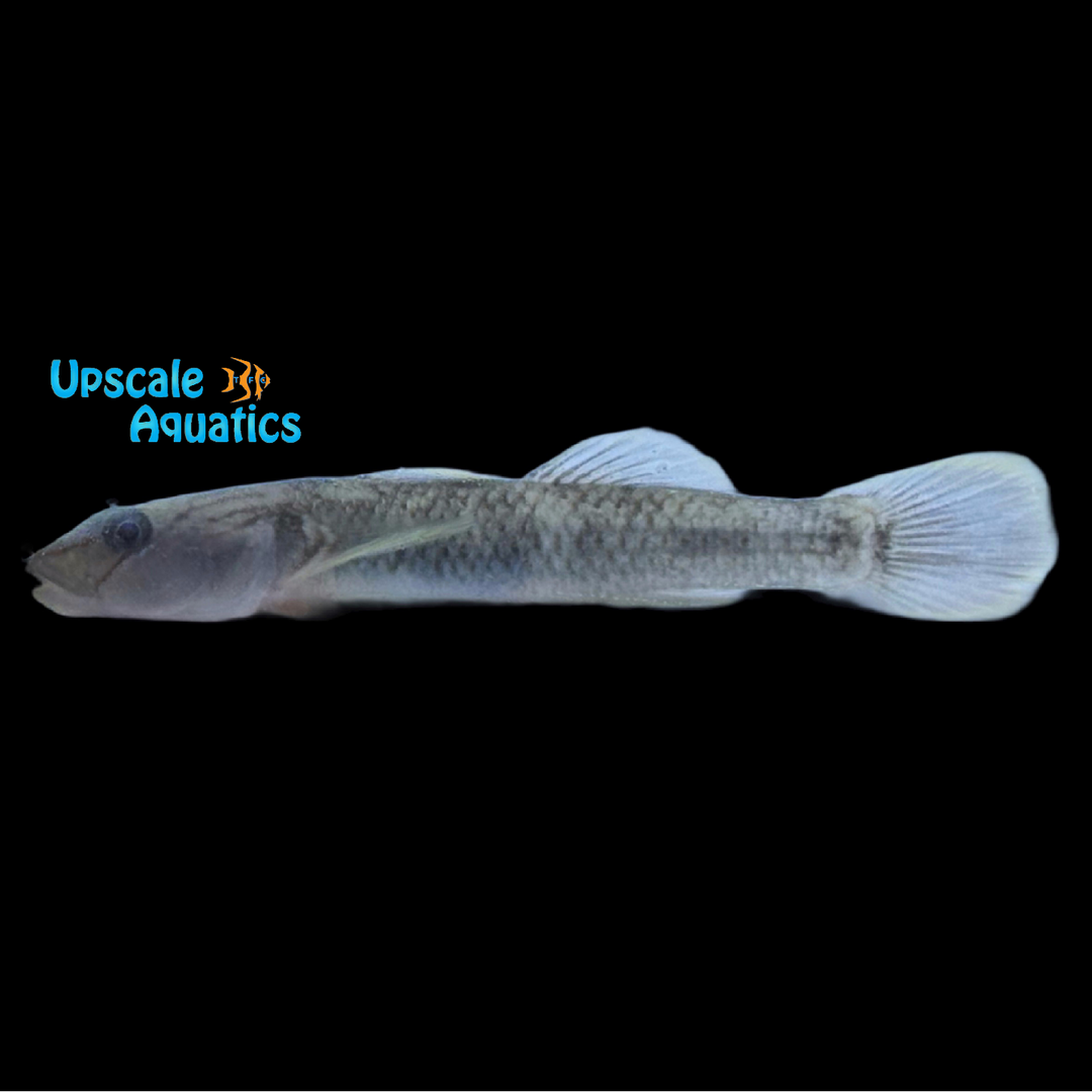 Nantai Goby (Rhinogobius nantaiensis)