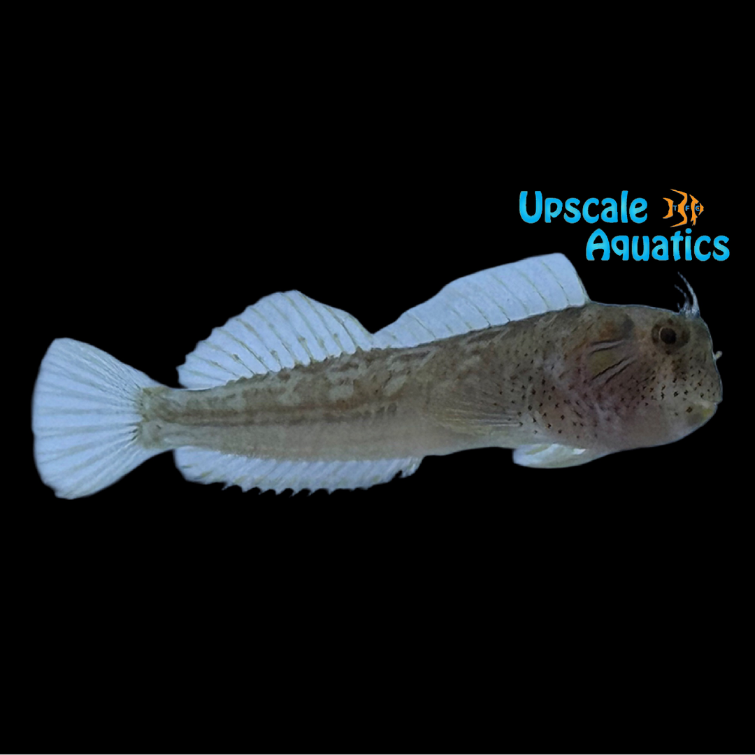 Barnaclebill Blenny (Hypsoblennius brevipinnis)