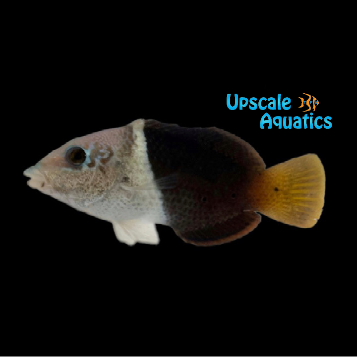 Half & Half Wrasse (Hemigymnus melapterus)