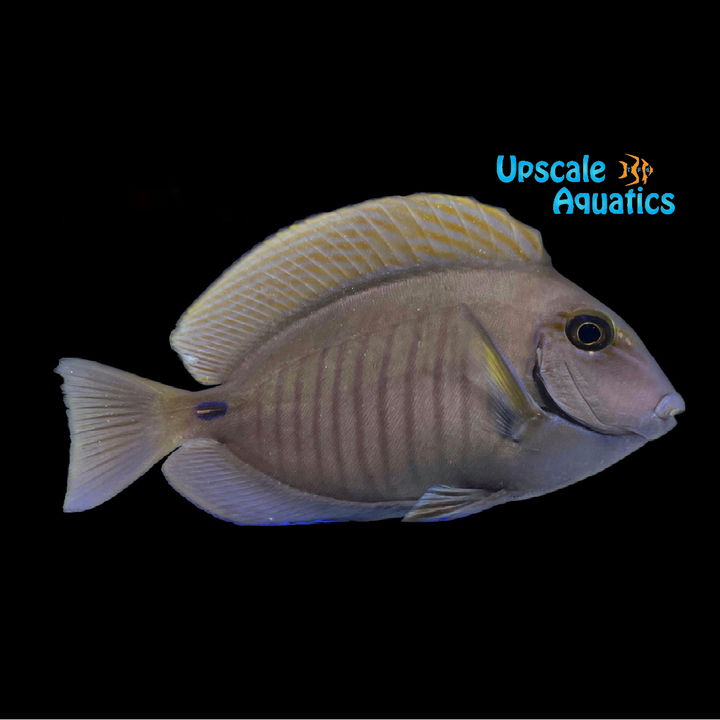 Doctor Tang (Acanthurus chirurgus)