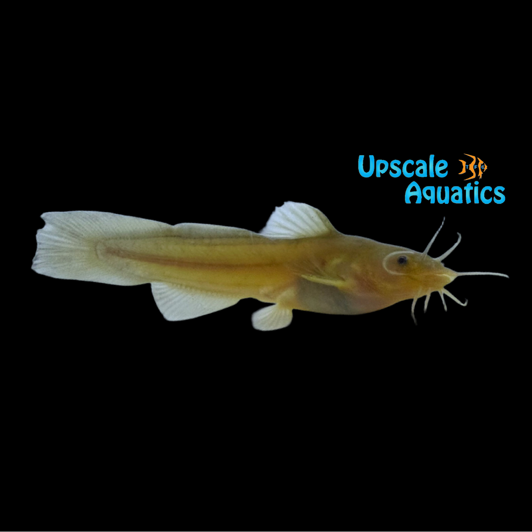 Broadtail Madtom Catfish (Noturus sp. Pee Dee River)
