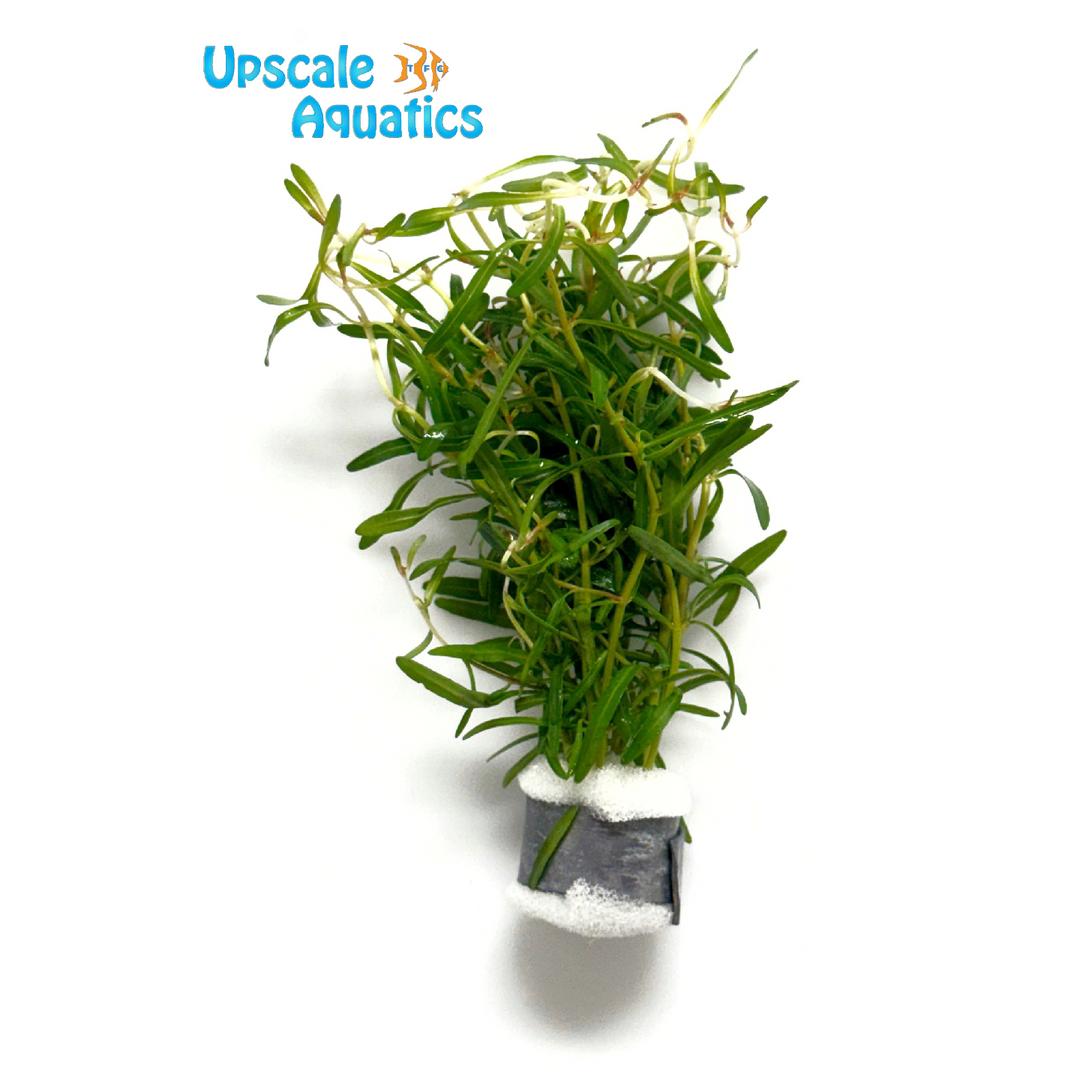 Red Cross Rotala (Rotala sp. Araguaia Red Cross)