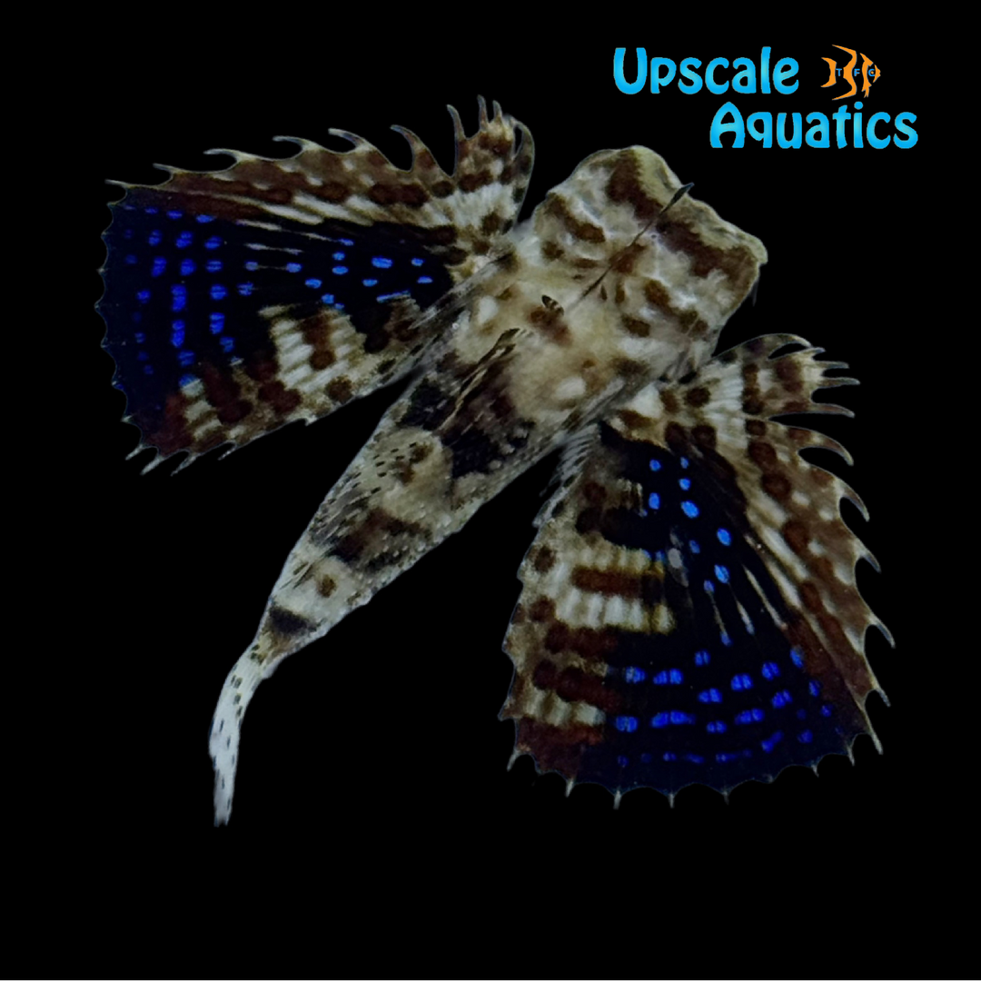 Oriental Flying Gurnard (Dactyloptena orientalis)