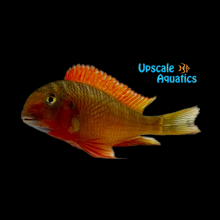 Red Chimba Tropheus (Tropheus moorii chimba red)