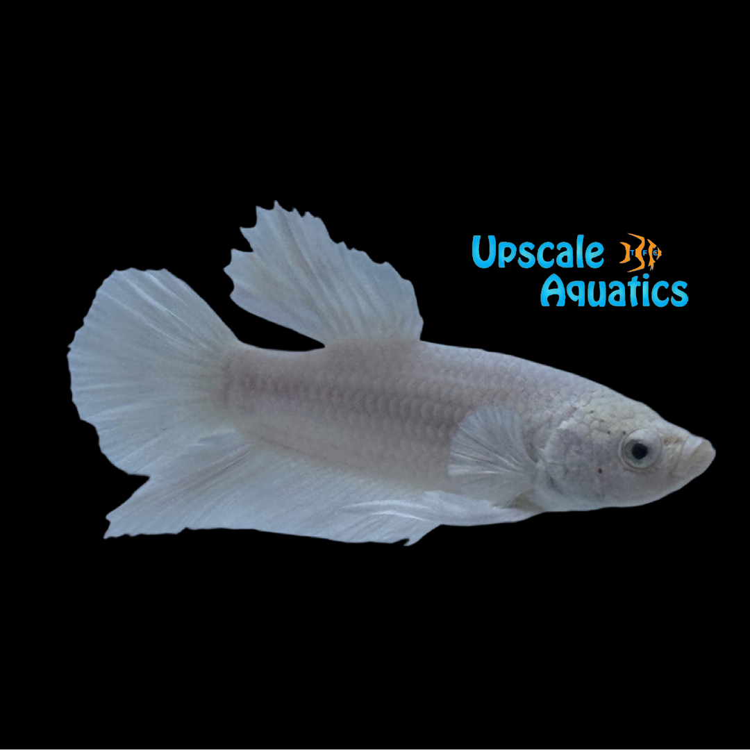 Platinum Dumbo Plakat Betta - Male (Betta splendens)