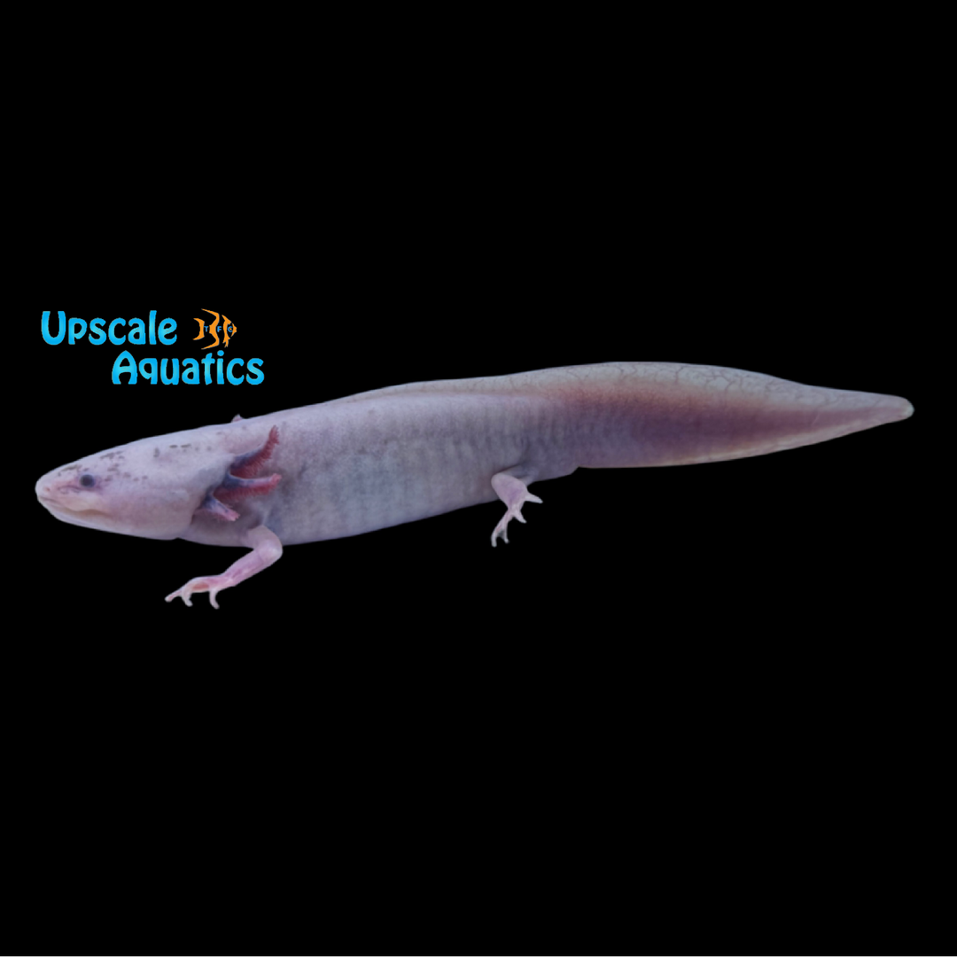 Dirty Leucistic Axolotl (Ambystoma mexicanum)