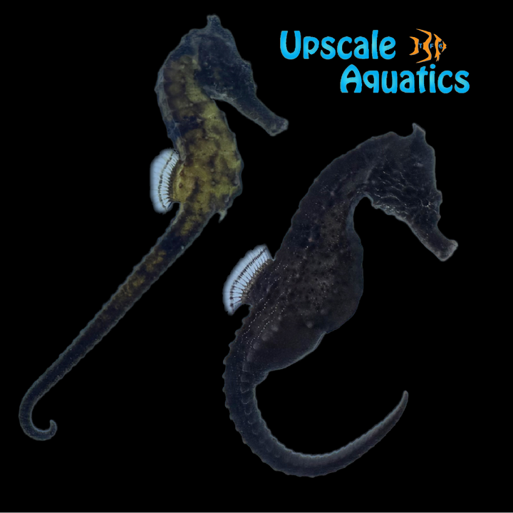 Kuda Seahorse - Captive Bred (Hippocampus kuda)