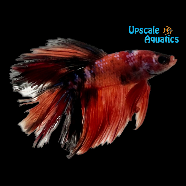 Longtail Koi Betta - Male (Betta splendens)