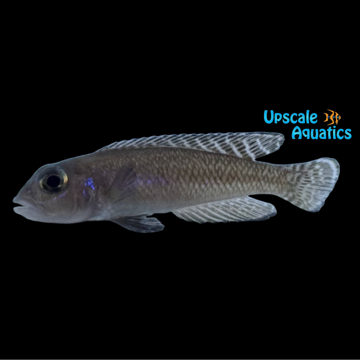 Ornate Shell Dweller (Lamprologus ornatipinnis)