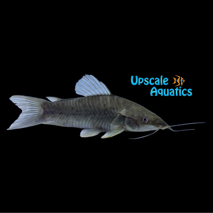Forktail Hoplo Catfish (Hoplosternum littorale)