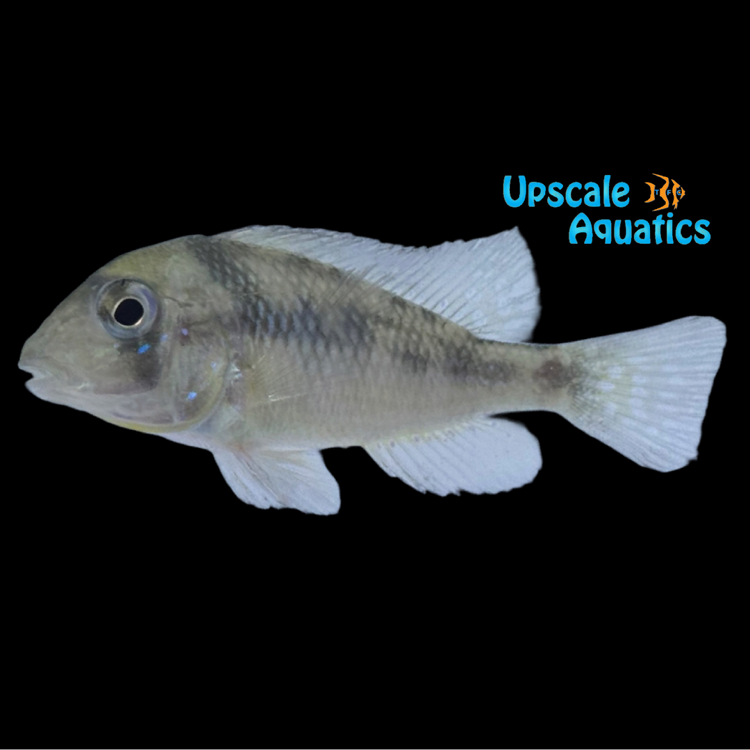 Elongated Eartheater (Gymnogeophagus mekinos)
