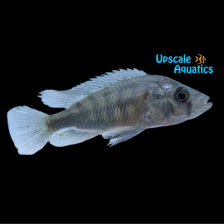 Crimson Tide Cichlid (Pundamilia Nyererei 'Crimson Tide')