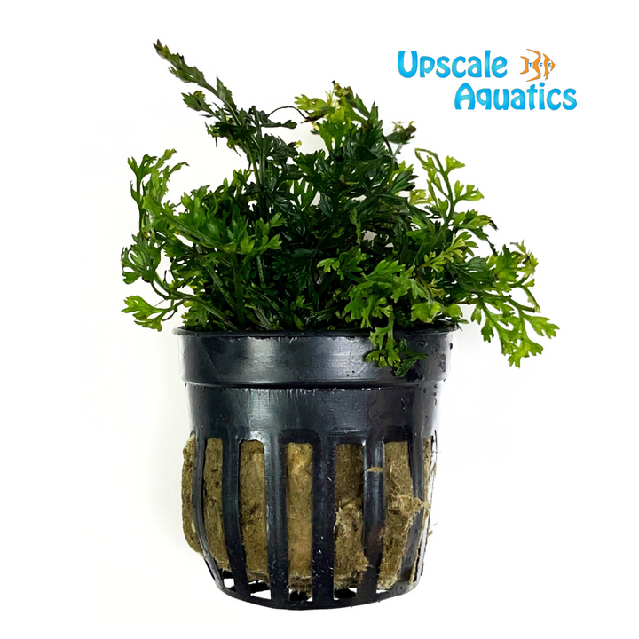 Mini Bolbitis 'Baby Leaf' (Bolbitis heteroclita difformis)