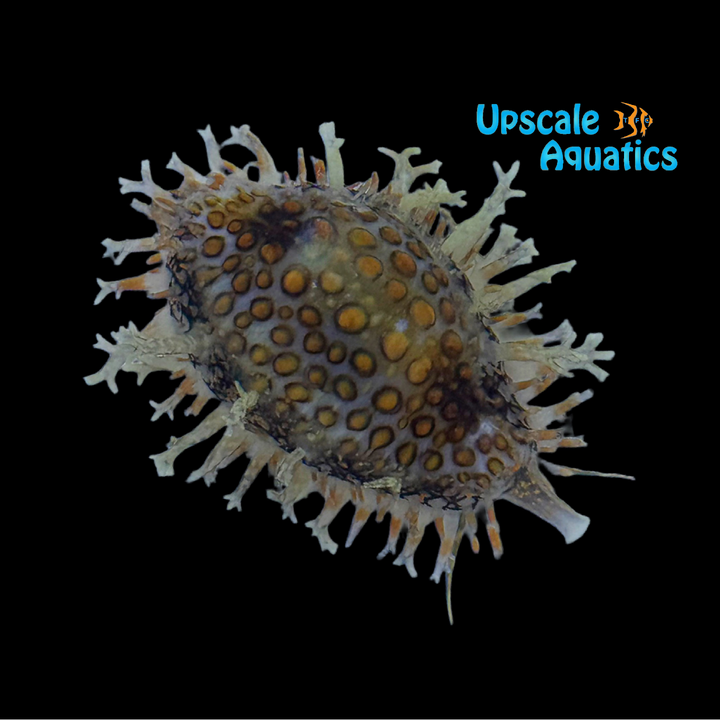 Orange Button Cowrie (Jenneria pustulata)