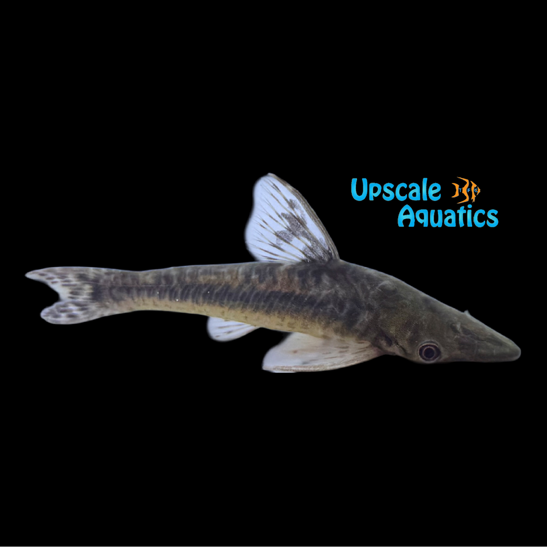Flathead Giant Otocinclus (Hypoptopoma thoracatum)
