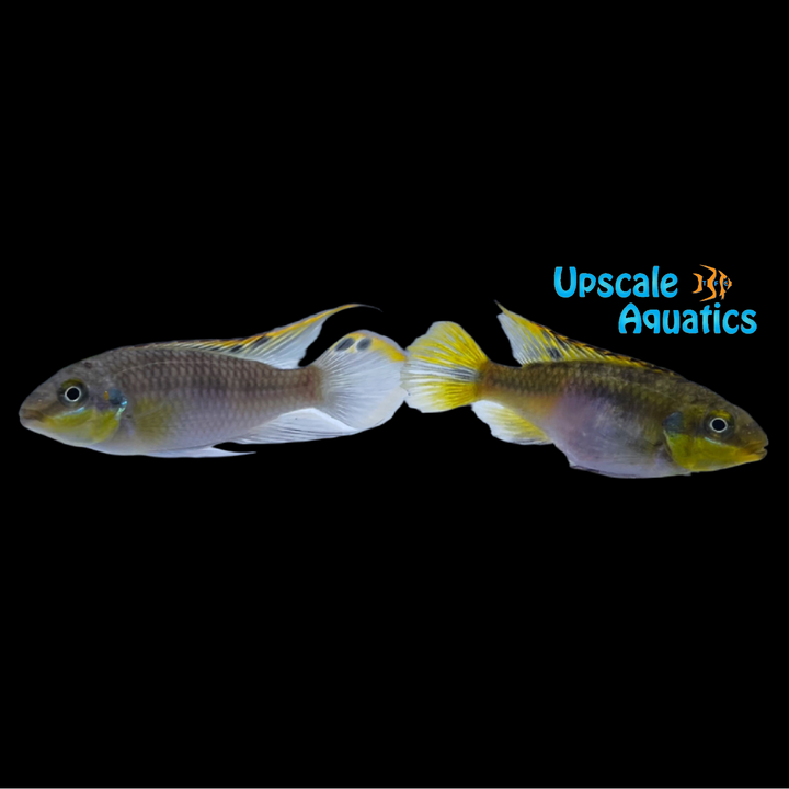 Kribensis Cichlid (Pelvicachromis pulcher)