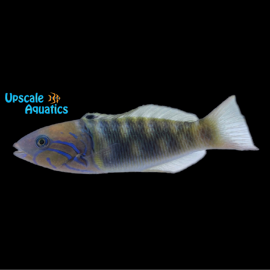 Goldbar Wrasse (Thalassoma hebraicum)