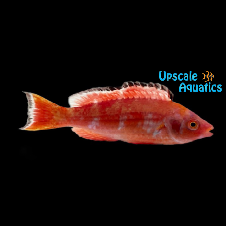 Marjorie's Fairy Wrasse - Male (Cirrhilabrus marjorie)