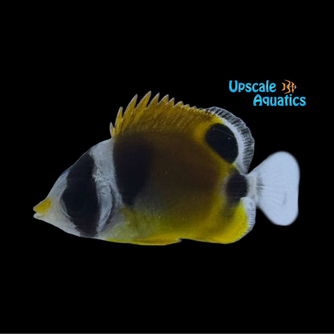 Hawaiian Raccoon Butterfly - Captive Bred (Chaetodon lunula)