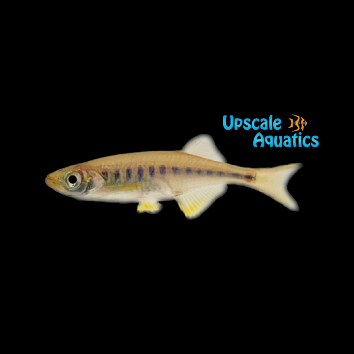 Lake Inle Danio (Inlecypris auropurpureus)