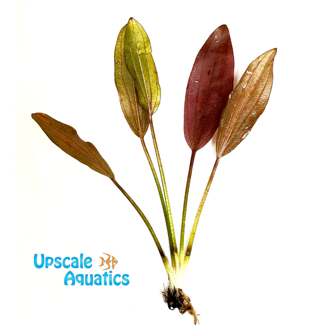 Rose Sword (Echinodorus rose)