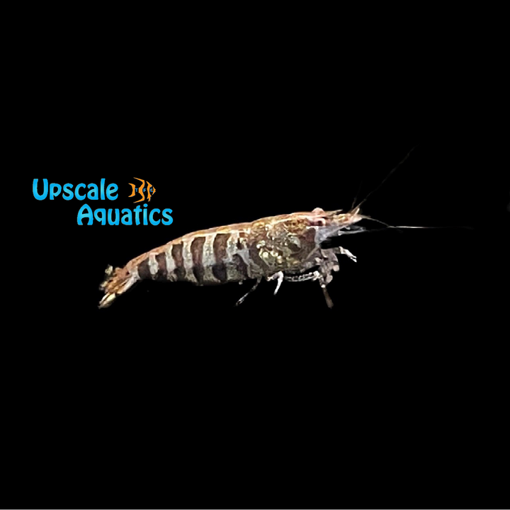 Indian Zebra Shrimp (Caridina babaulti)