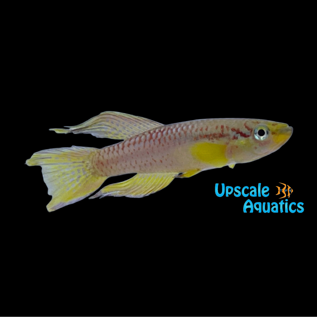 Splendid Killifish (Aphyosemion splendopleure)