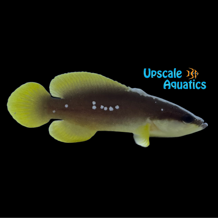 Whitespotted Soapfish (Rypticus maculatus)