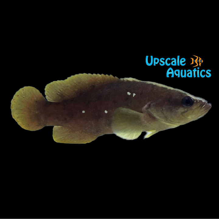 Whitespotted Soapfish (Rypticus maculatus)