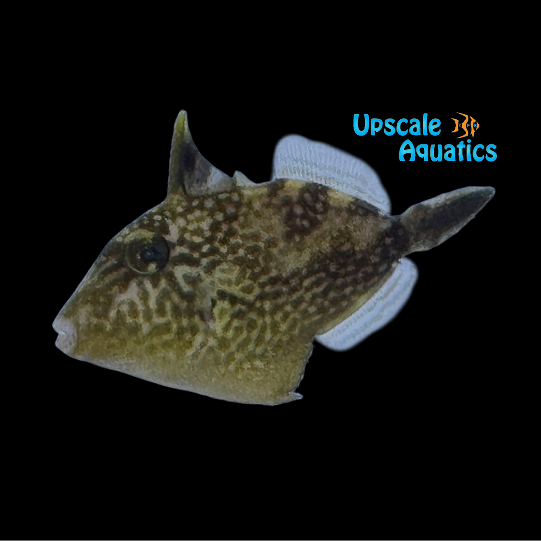 Finescale Trigger (Balistes polylepis)