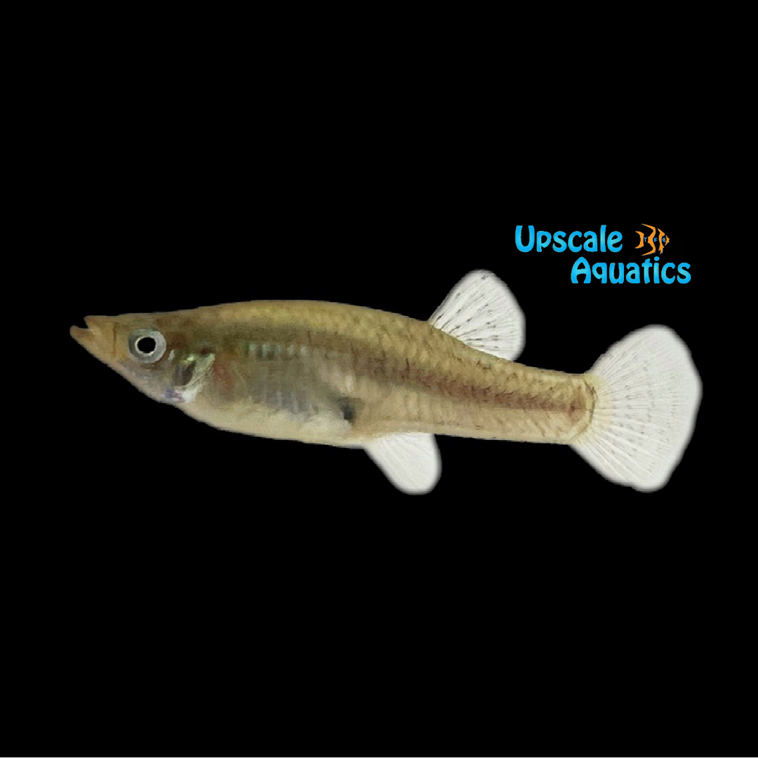 Black Spotted Mosquitofish (Gambusia holbrooki)