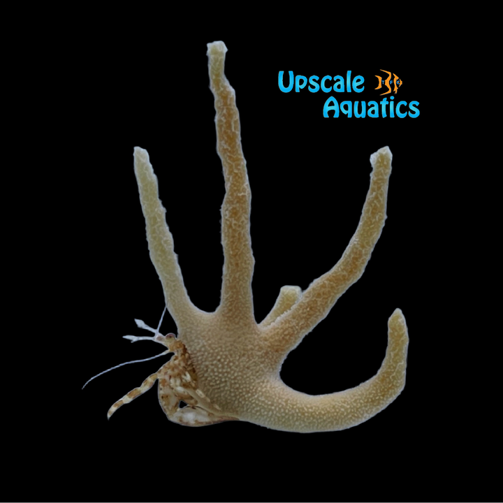 Staghorn Hermit Crab (Manucomplanus varians)