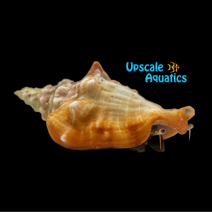 Queen Conch (Strombus gigas)