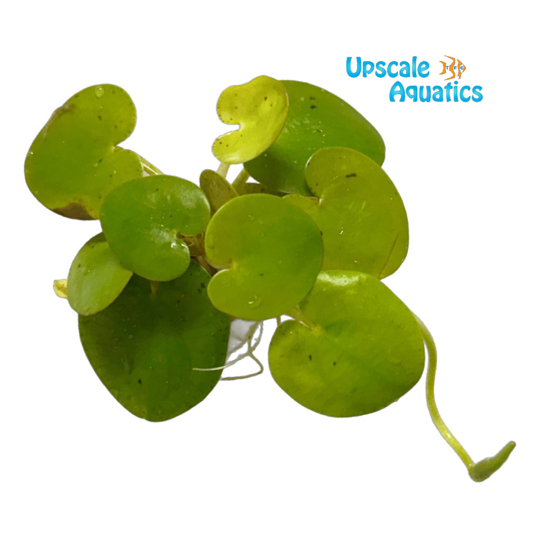 Asian Frogbit (Hydrocharis dubia)