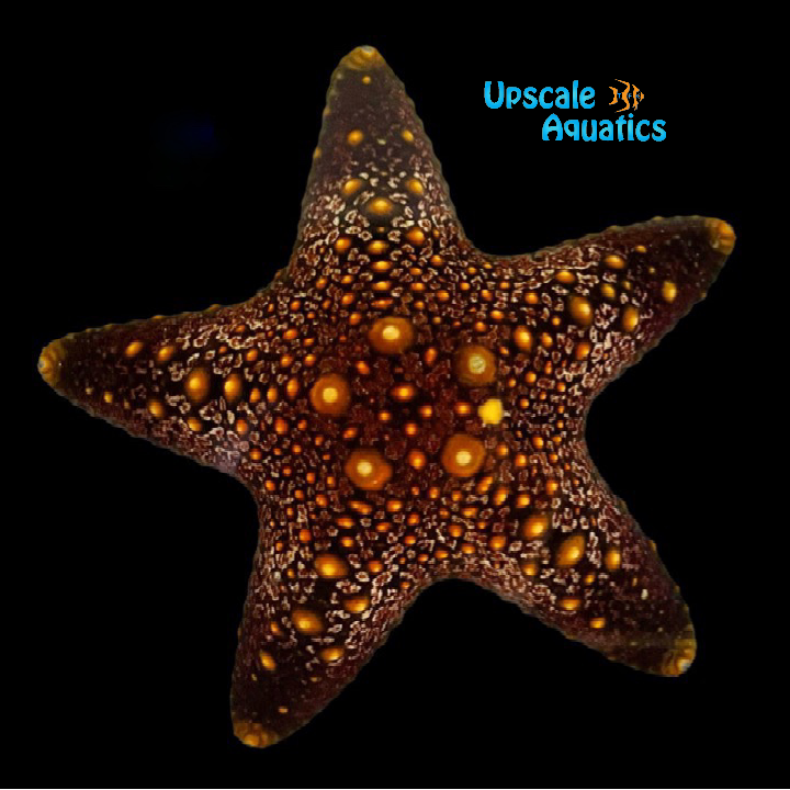 Bali Starfish (Protoreaster sp.)