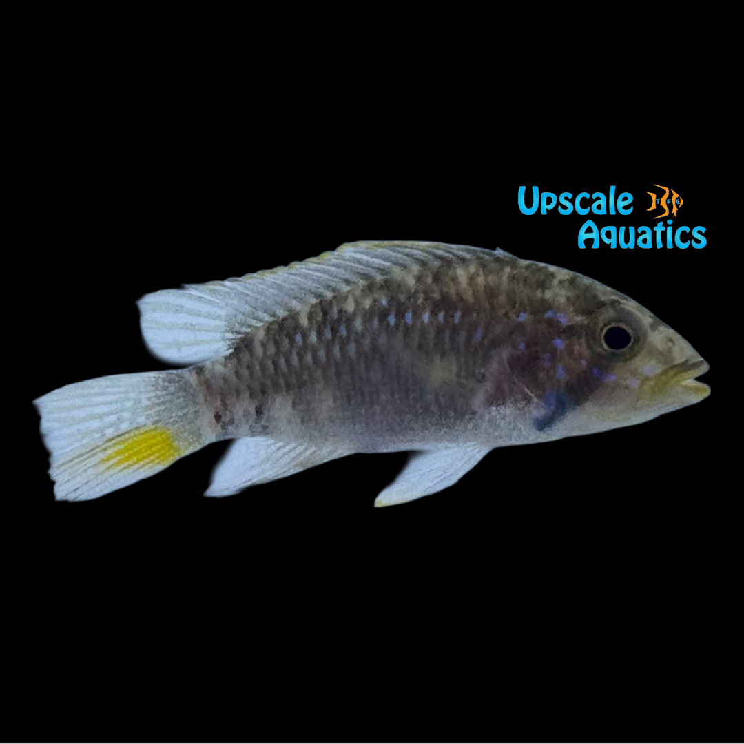 Apisto. Barlowi (Apistogramma barlowi)