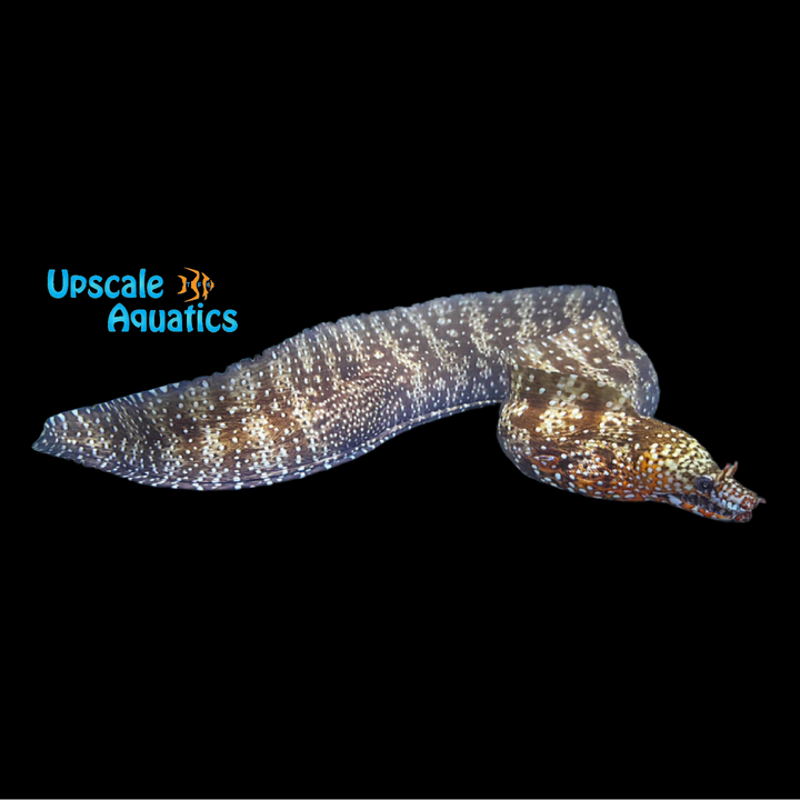 Japanese Dragon Moray Eel (Enchelycore pardalis)